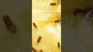 What are fruit flies? | DoMyOwn.com