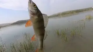 Крымский Мормышинг. Раздача окуня.