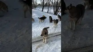 Покормите бездомных животных в мороз 🙏