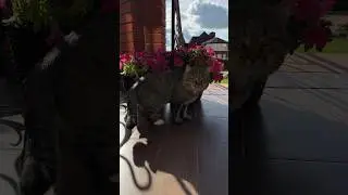 🦋 Добренькое утро! #barsik #catcute #catvideos