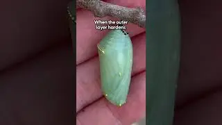 Youve Never Seen A Caterpillar Transformation Like This! | The Dodo