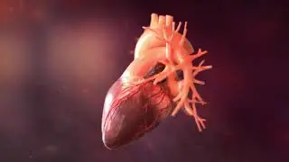 3D Heart Animation Demo Reel - Infuse Medical