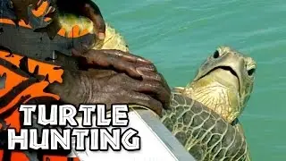 Turtle Hunting