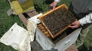 ЛЁТНЫЕ ПЧЁЛЫ.Сколько их.