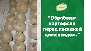 Обработка картофеля перед посадкой димексидом. Марценюк Надежда