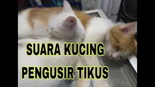 Suara Kucing Pengusir Tikus Kabur