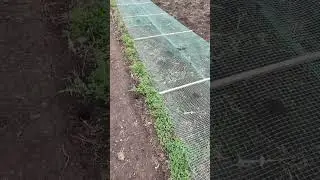 #вольер
