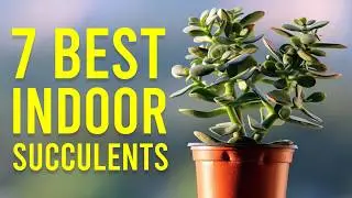 7 BEST INDOOR SUCCULENTS TO GROW AT HOME