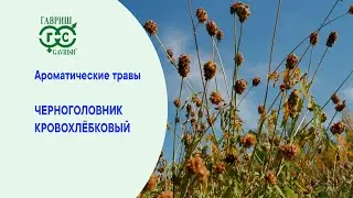 ЧЕРНОГОЛОВНИК КРОВОХЛЕБКОВЫЙ – С ЧЕМ ЕГО ЕДЯТ?   