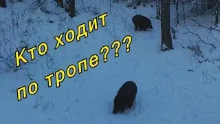 Кто ходит по тропе??! Часть вторая. Фотоловушка.