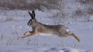 Running hares in slow motion / Бегущие зайцы в замедленной съёмке