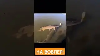 #shorts ДВЕ ЩУКИ НА ОДИН ВОБЛЕР! ЛУЧШИЙ ВОБЛЕР НАЩУКУ! НЕРЕСТ ЩУКИ! РЫБАЛКА НА СПИННИНГ 2024. БЛЕСНА