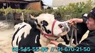 No1/Dilshod_UZ ДА ШУНЧАКИ ВИДЕО ЧИКМАЙДИ КУРИБ МАЗЗА КИЛИНГ/ ЛИКЕХАМ ЕСДАН ЧИКМАСИН.