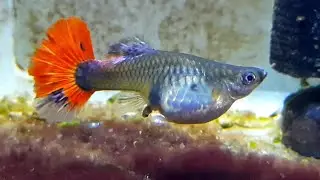 BIG MOM GUPPY Fish Giving Birth to 64 fry while Male Guppies Chasing Her.