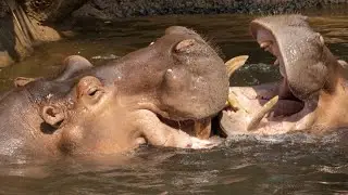 5 Facts About Hippopotamus You Didn’t Know! 🦛