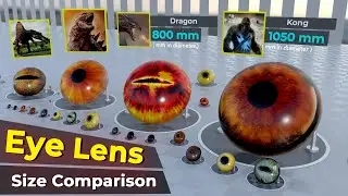 Animal Lens size comparison