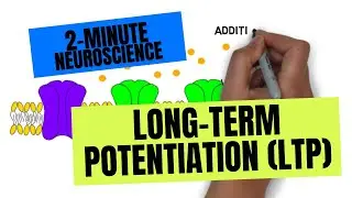 2-Minute Neuroscience: Long-Term Potentiation (LTP)