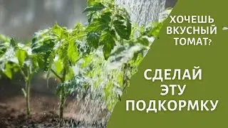 Не упустите момент созревания томатов! Подкормка, от которой увеличится улучшится размер и вкус.