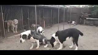 Бугай Алабай. Массовая драка.