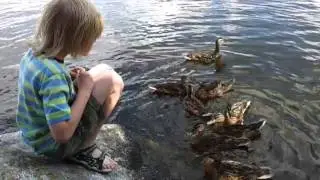 Tadas and ducks