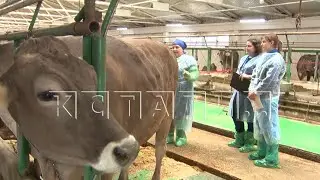 В Нижегородской области прошёл конкурс на лучшего оператора по осеменению крупного рогатого скота