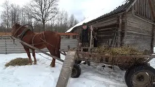 КУПИЛ ХУТОР в ЛЕСУ на КРАЮ БОЛОТА. ОСТАЛСЯ ОДИН. №181.