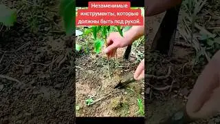 Потрясающий инструмент легко выкапывает сорняки с глубокими корнями #gardenflower #сорняки #shorts