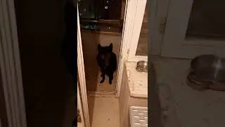 Канадский волк Фенрир выполняет команды и не хочет уходить с балкона 