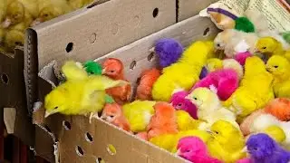 ПТИЧИЙ РЫНОК КИЕВА (УКРАИНА). КОГО КУПИТЬ? РЫБКИ, ПОПУГАИ, ХОМЯКИ, КОТЫ, СОБАКИ, ПТИЦЫ, ЯЩЕРИЦЫ!