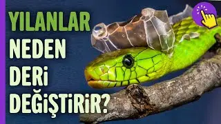 Yılanlar Neden Deri Değiştirir? | Hayvan Videoları | Hayvanlar Alemi | Aklında Olsun