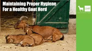 The Importance Of Maintaining Proper Hygiene On Your Goat Farm