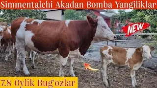 Simmental Bug'ozlar va Simmental Buzoqlar Simmentalchi Aka Trenda ♥️
