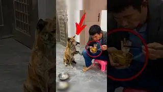Такая добрая собака нужна каждому 🥺