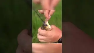 Карась на пенопласт 