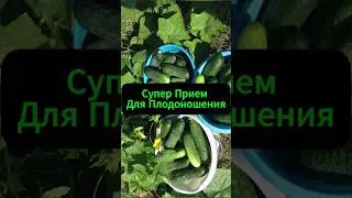 Супер рецепт для плодоношения огурцов, томатов, перцев и других.  #огород #сад #дача #рецепт