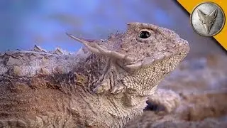 Regal Horned Lizard - How Coyote Got His Name!