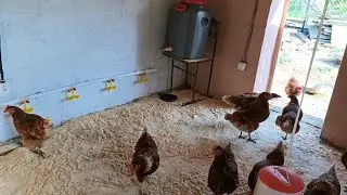 обустройство нового курятника для несушек