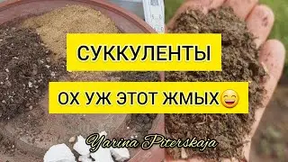 Суккуленты. Ох уж этот жмых😆