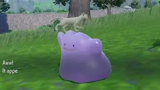 How to catch DITTO in Pokemon Scarlet & Violet