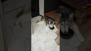 Обоюдные крысничества