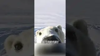 ПОЗИТИВНЫЕ МЕДВЕДИ ПОПАЛИ НА КАМЕРУ