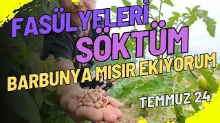 İÇ FASÜLYELERİ TOPLADIM SÖKTÜM|YERİNE ATALIK BARBUNYA MISIR EKİYORUM