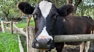 Корова передает привет подписчикам. #cow #cowvideos #корова #бык #bull #animal #животные