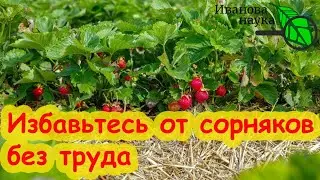 ПОСЛЕ СБОРА УРОЖАЯ КЛУБНИКИ ИЗБАВЬТЕСЬ от ВСЕХ СОРНЯКОВ: без прополки, мульчи и агроткани.