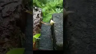 Резиновая улитка.