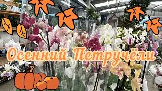 🌼🌸В это место слетаются все пелорики и бабочки Ниццы!🌸🌼