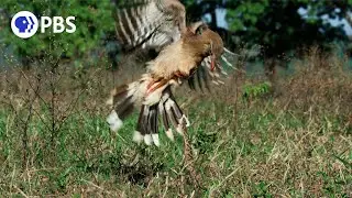 Raptor vs. Deadly Snake