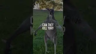 How to Survive a Kangaroo Attack 