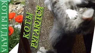 КОТЫ РУГАЮТСЯ.КОТЫ И ДАЧА./ Cats fighting