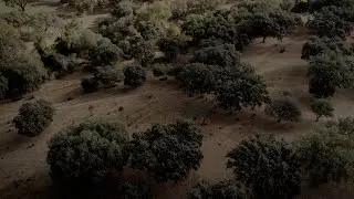 Montado: Sistema Regenerativo Agro-Silvopastoril em Portugal